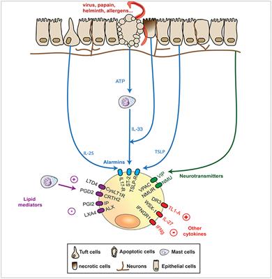 ILC2s—Trailblazers in the Host Response Against Intestinal Helminths